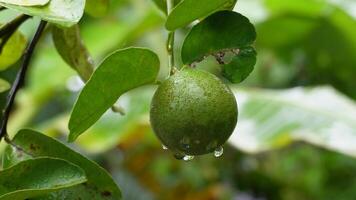 färsk grön citrus- frukt eller kalk hängande på en träd i ett jordbruks fält på en morgon- dag med handhållen rörelse. video