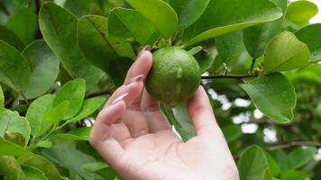 ein Hand von ein Person pflücken und Ernte frisch Grün Limette hängend auf ein Baum mit Handheld Bewegung. video