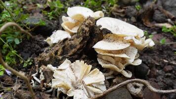 Polyporus melanopus mushroom or fungi stuck in a tree branch shot with handheld movement. video