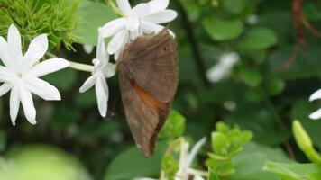 Marrone farfalla su superiore di oxalis triangolare o falso vergogna bianca fiore nel il selvaggio natura con palmare movimento. video