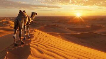 Camels in the Sahara desert, Morocco, Africa. photo