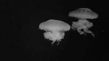 Jellyfish footage, marine clip, sea nature creature video