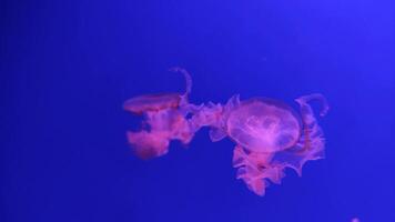 Qualle 4k Filmaufnahme, Marine Clip, Meer Natur schön Meduse Kreatur video