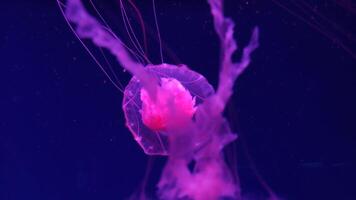medusa imagens de vídeo, marinho grampo, mar natureza criatura video