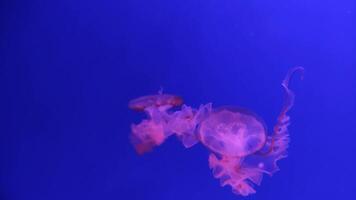 Jellyfish 4K footage, marine clip, sea creatures close view video