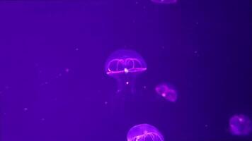 Jellyfish 4K footage, marine clip, sea creatures close view video