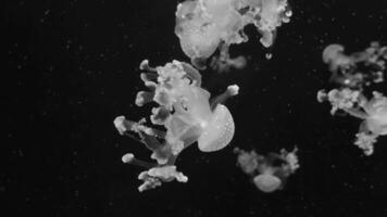 Qualle 4k Filmaufnahme, Marine Clip, Meer Natur schön Meduse Kreatur video