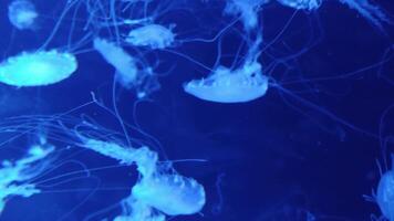 Jellyfish 4K footage, marine clip, sea creatures close view video