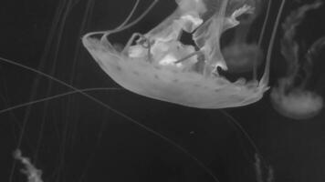 Qualle 4k Filmaufnahme, Marine Clip, Meer Natur schön Meduse Kreatur video