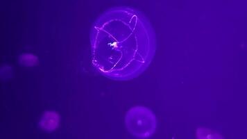 Medusa 4k filmato, marino clip, mare creature vicino Visualizza video