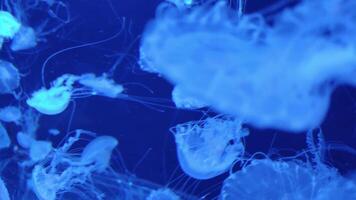 Jellyfish 4K footage, marine clip, sea creatures close view video