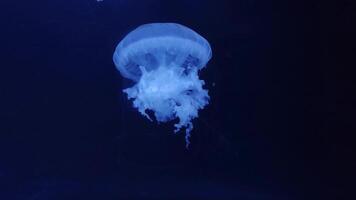 medusa 4k imagens de vídeo, marinho grampo, mar criaturas fechar Visão video