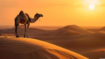 Camels in the Sahara desert, Morocco, Africa. photo