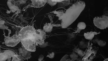 Jellyfish 4K footage, marine clip, sea nature beautiful medusa creature video