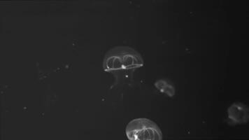 Jellyfish footage, marine clip, sea nature creature video