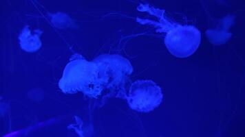 Jellyfish 4K footage, marine clip, sea nature beautiful medusa creature video