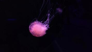 Medusa 8 mila sfondo, gelatina pesce vicino Visualizza metraggio video