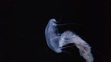 méduse 4k images, Marin agrafe, mer la nature magnifique méduse créature video