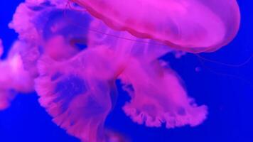 Jellyfish footage, marine clip, sea nature creature video