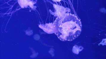 Jellyfish footage, marine clip, sea nature creature video