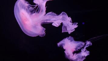 Jellyfish 4K footage, marine clip, sea creatures close view video