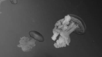 Jellyfish footage, marine clip, sea nature creature video