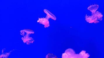 Jellyfish 4K footage, marine clip, sea creatures close view video