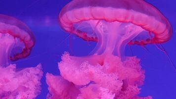 Medusa 4k filmato, marino clip, mare creature vicino Visualizza video