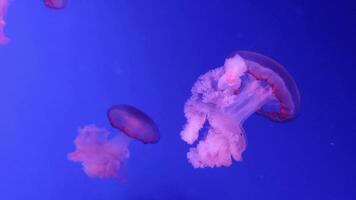 Jellyfish 4K footage, marine clip, sea creatures close view video