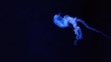 Medusa 4k filmato, marino clip, mare natura bellissimo creatura video