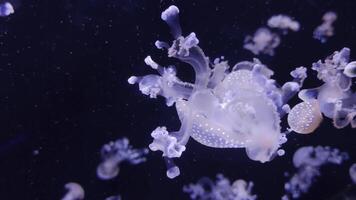 Jellyfish 4K footage, marine clip, sea creatures close view video