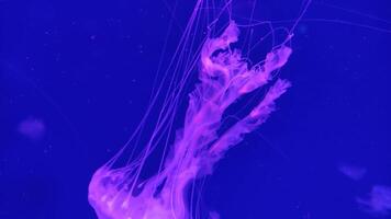 Medusa 4k filmato, marino clip, mare natura bellissimo medusa creatura video