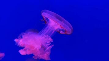 Jellyfish 4K footage, marine clip, sea creatures close view video