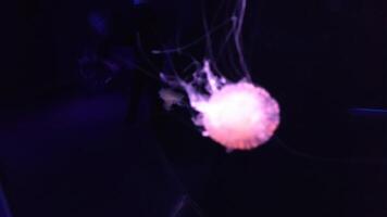 medusa 4k imagens de vídeo, marinho grampo, mar natureza lindo medusa criatura video