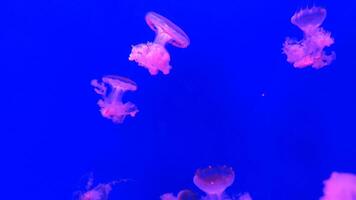Medusa 4k imágenes, marina acortar, mar naturaleza hermosa medusa criatura video
