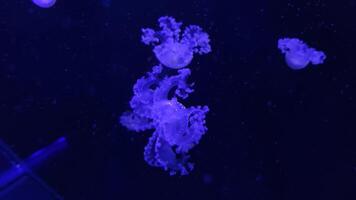 Medusa imágenes, marina acortar, mar naturaleza criatura video