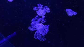 Jellyfish footage, marine clip, sea nature creature video