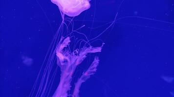 Medusa 4k imágenes, marina acortar, mar criaturas cerca ver video