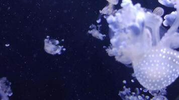 medusa 4k imagens de vídeo, marinho grampo, mar criaturas fechar Visão video