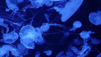 Jellyfish 4K footage, marine clip, sea creatures close view video