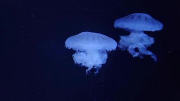 méduse 4k images, Marin agrafe, mer créatures proche vue video