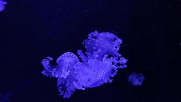 Jellyfish 4K footage, marine clip, sea nature beautiful medusa creature video