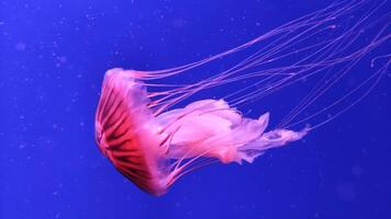 Jellyfish 4K footage, marine clip, sea nature beautiful medusa creature video