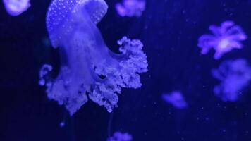 Jellyfish 4K footage, marine clip, sea nature beautiful medusa creature video