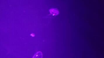 Jellyfish 4K footage, marine clip, sea creatures close view video