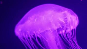 méduse 4k images, Marin agrafe, mer créatures proche vue video