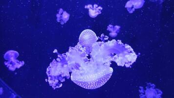 méduse images, Marin agrafe, mer la nature créature video