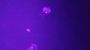 Jellyfish 4K footage, marine clip, sea creatures close view video