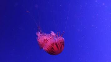 méduse 4k images, Marin agrafe, mer la nature magnifique méduse créature video