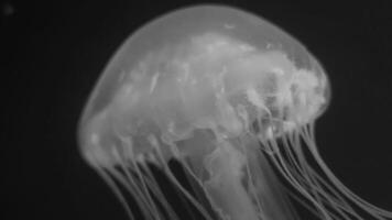 Jellyfish 4K footage, marine clip, sea nature beautiful medusa creature video